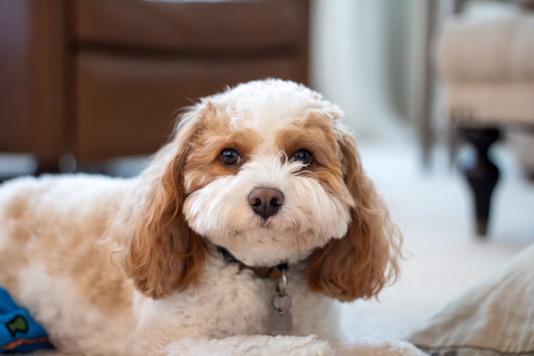 Photo Cavapoo puppies