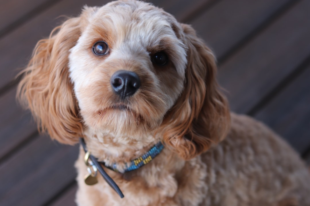 Photo Cavapoo puppies