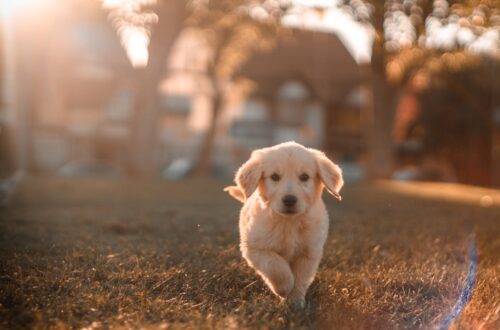 Photo Golden Retriever