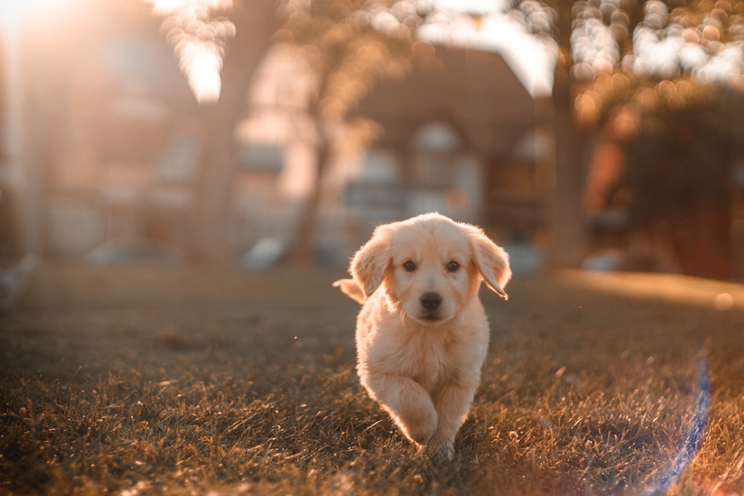 Photo Golden Retriever